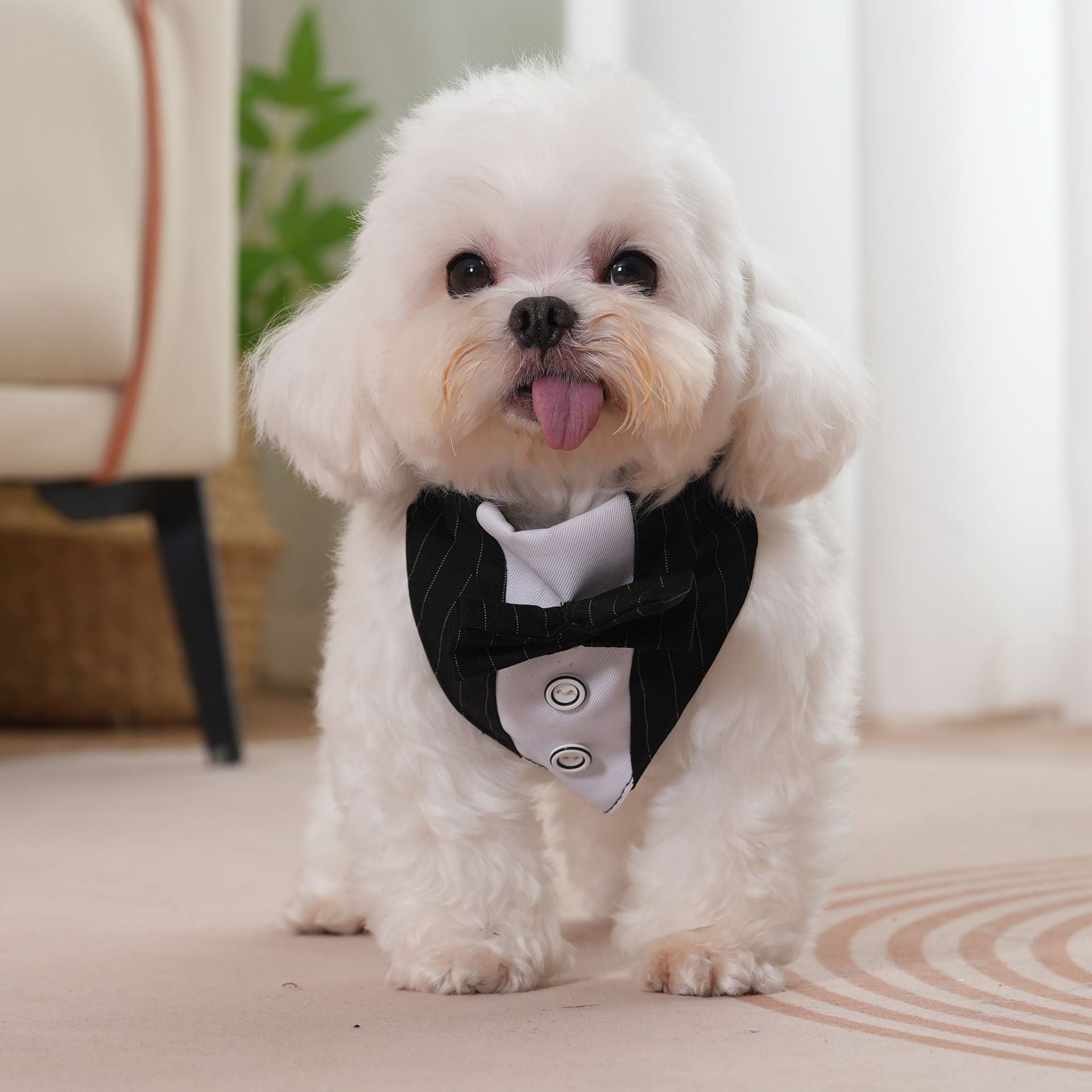 Corbatín para Mascotas – Pañuelo Ajustable para Perros y Gatos