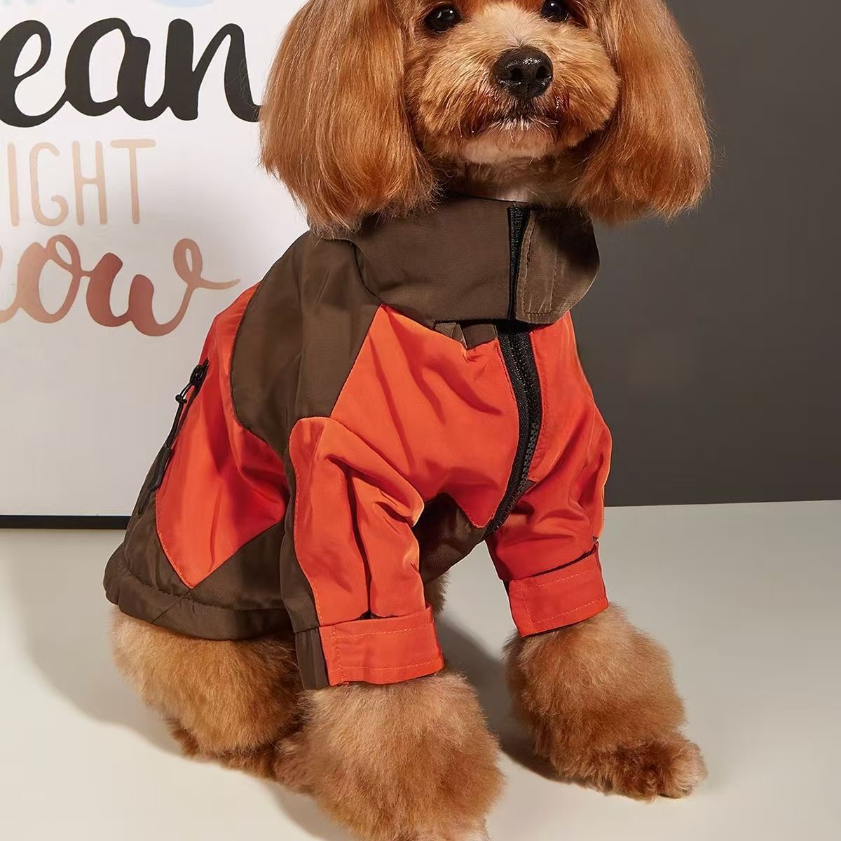 Ropa de Invierno para perro pequeño