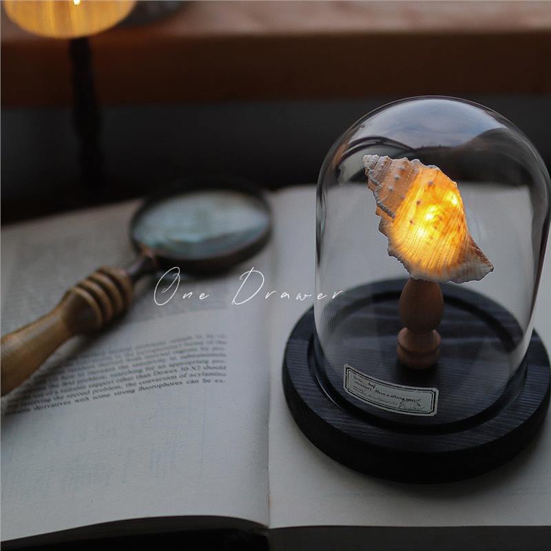 Kit Manualidades DIY : Lámpara de Conchas Marinas