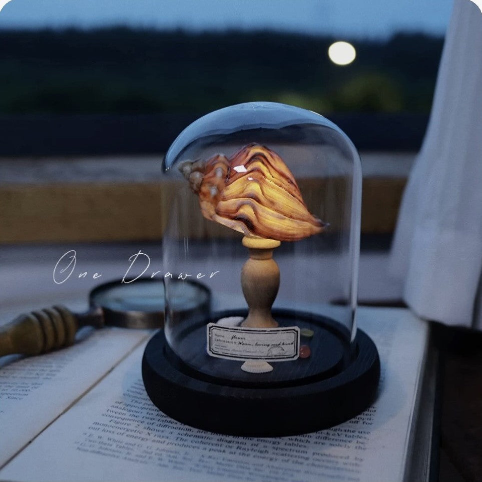 Kit Manualidades DIY : Lámpara de Conchas Marinas