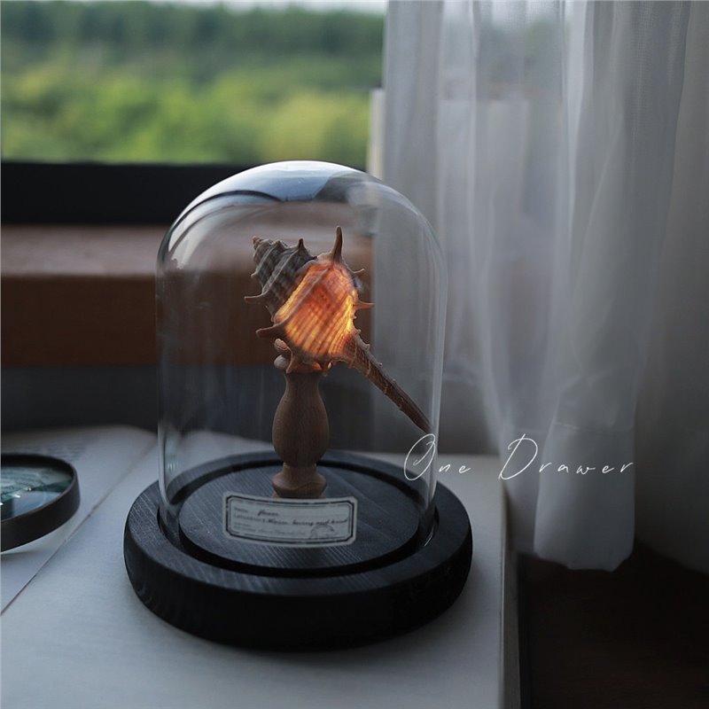 Kit Manualidades DIY : Lámpara de Conchas Marinas