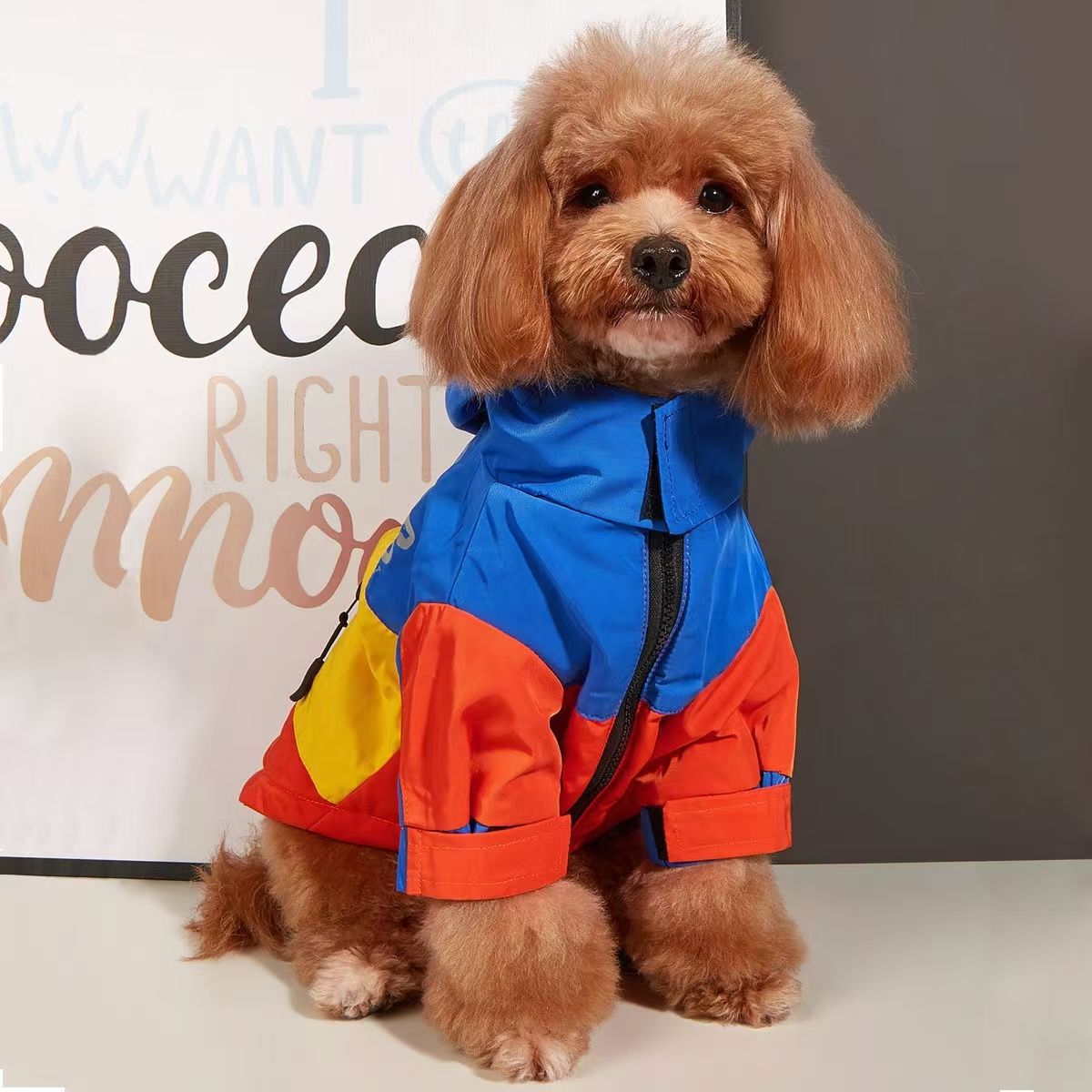 Chubasquero impermeable para perros pequeños