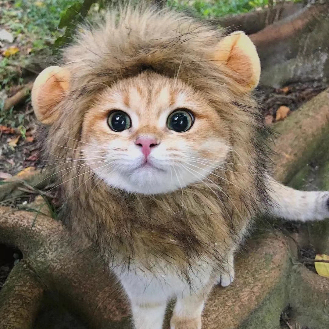 Gorros para mascotas para fotos y ocasiones especiales
