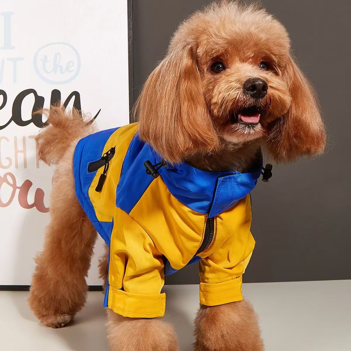 Chubasquero para Perros Pequeños: Impermeable de Moda Otoño Invierno